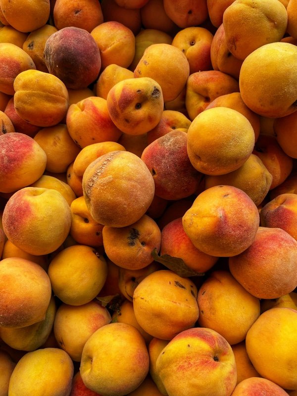 Quelle croisière permet de découvrir les techniques de pêche traditionnelle aux Maldives?